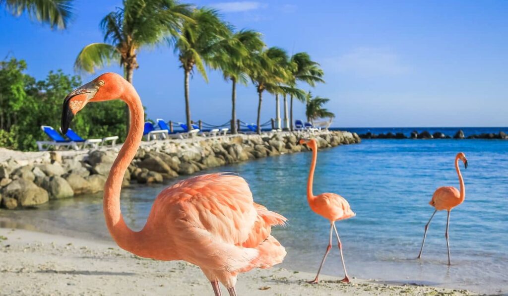 Flamingoes on a Caribbean Island beach