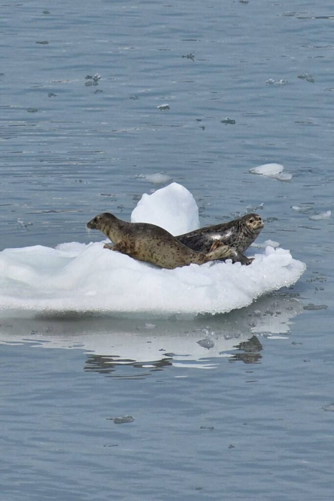 Harbor seals at Hubbard Glacier