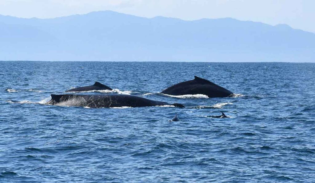 Humpback whales and dolphins in the Bay of Banderas
