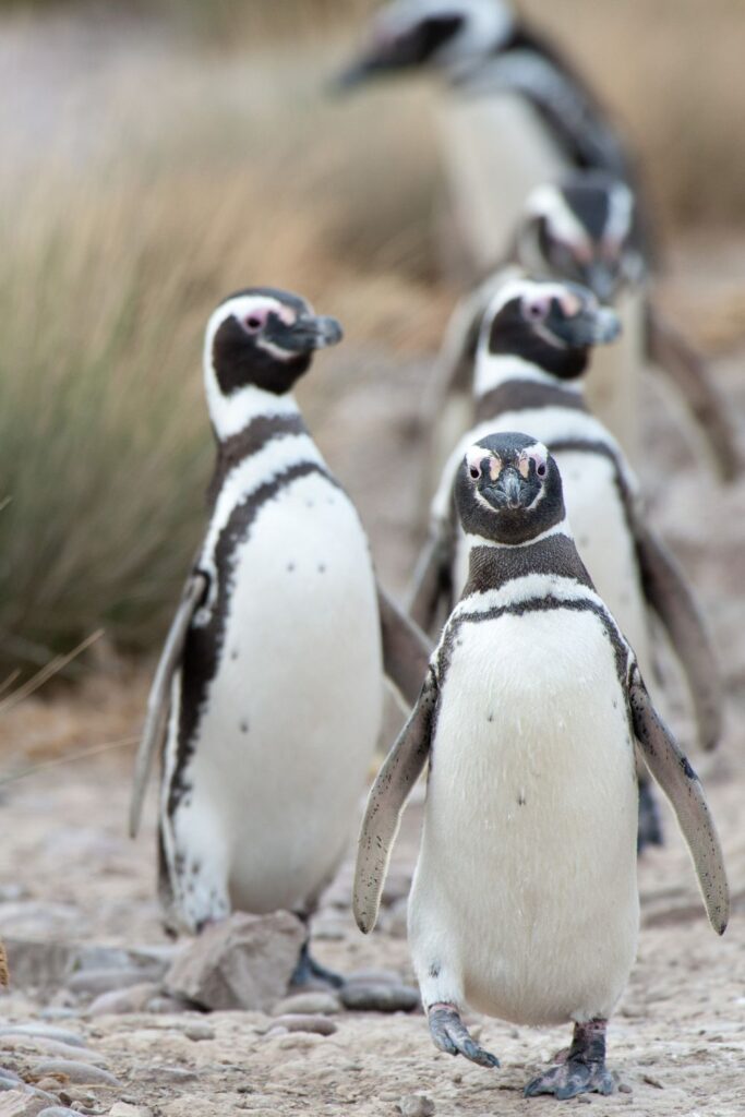 Magellanic Penguins in Patagonia