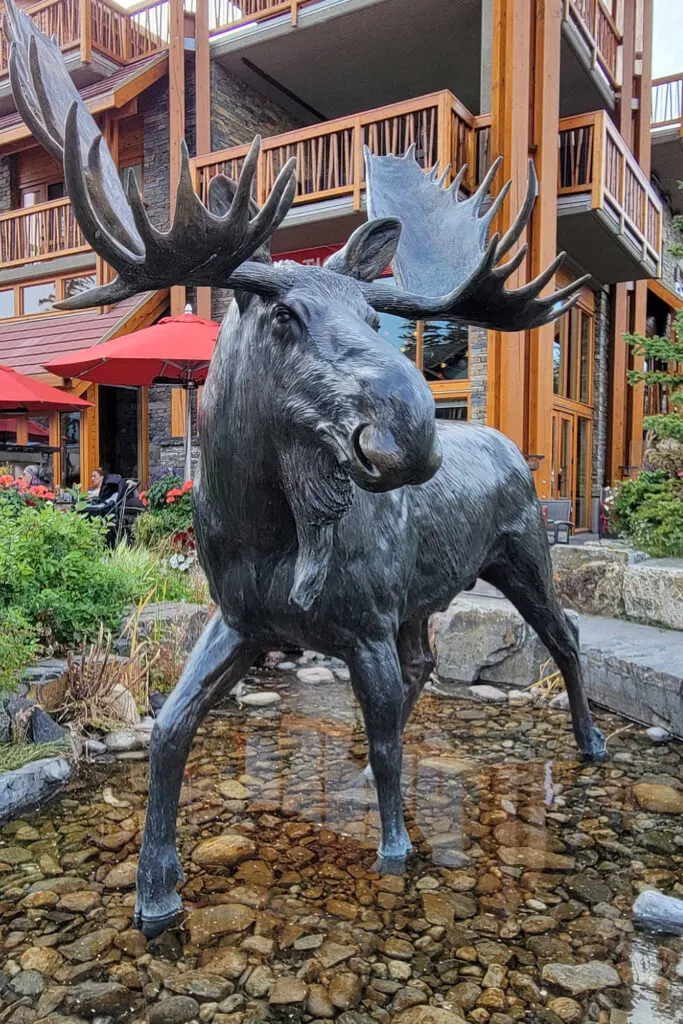 Moose outside the hotel in Banff