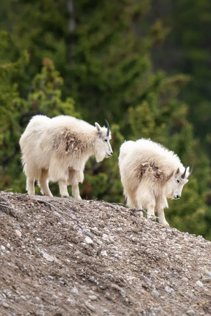 Mountain goats in Banff