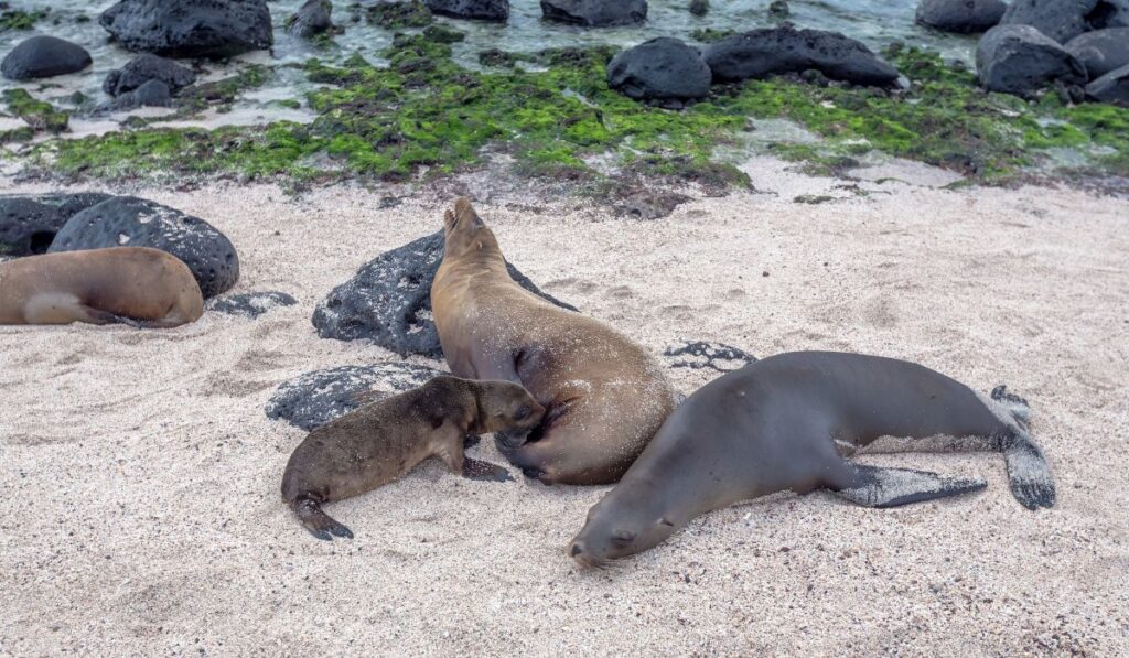 Sea lions in the Galapagos Islands