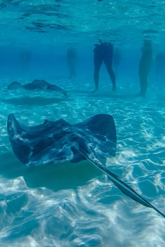 Grand Cayman Stingray city