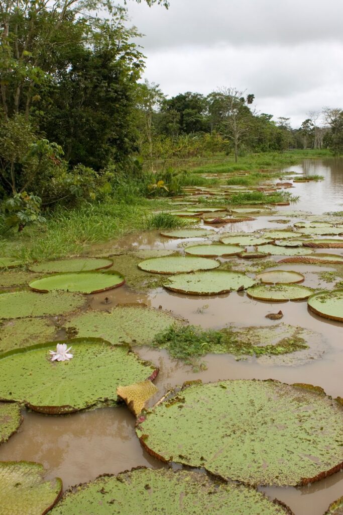 Water lilies in the Ucayali River in Peru