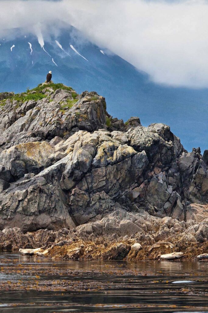 Bald eagle and sea lions in Sitka