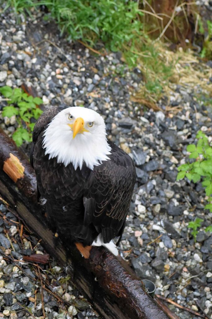 Bald eagle at the Alaska Raptor Center in Sitka