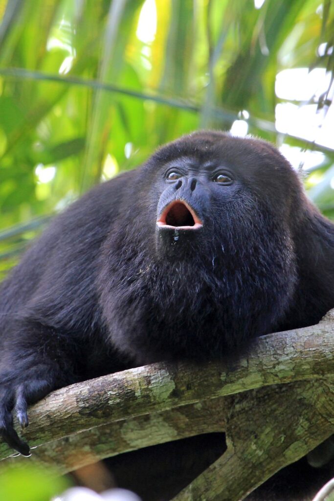 A Belize howler monkey