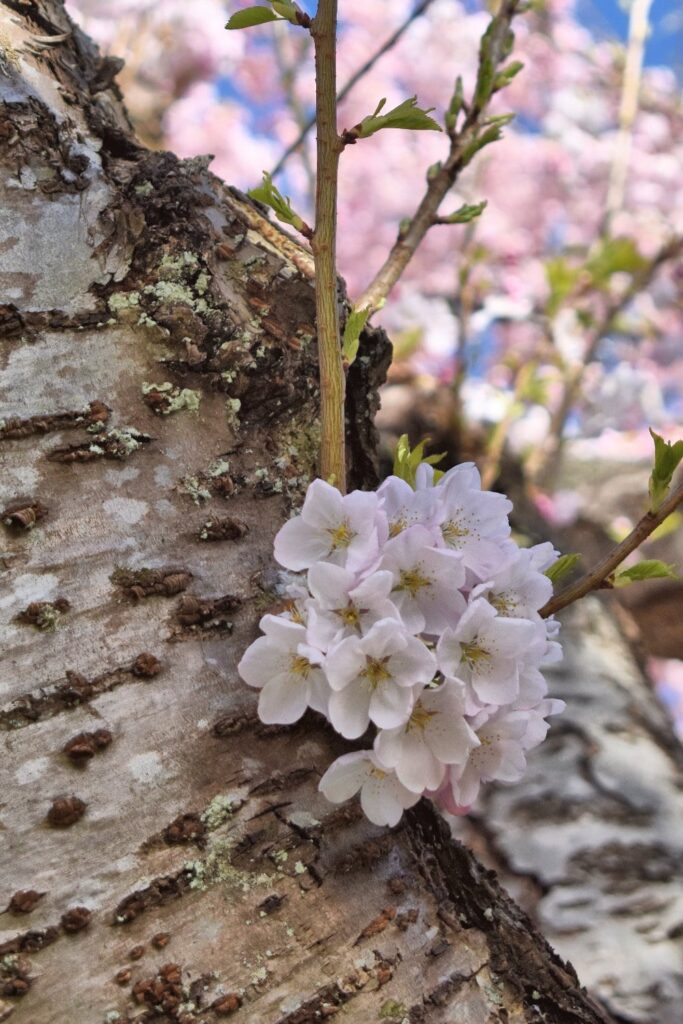 Cherry blossom tree markings