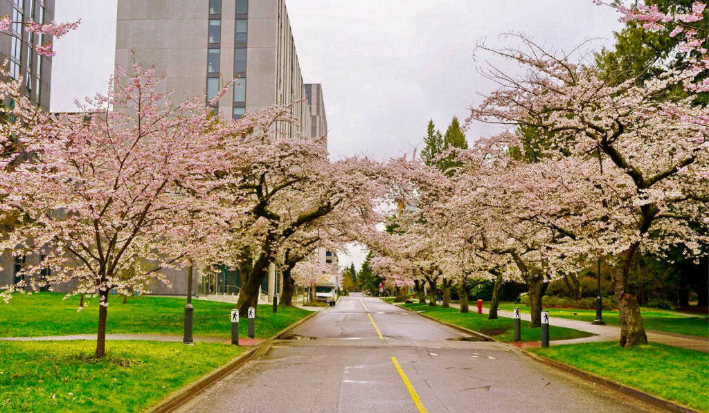 Cherry blossoms at UBC