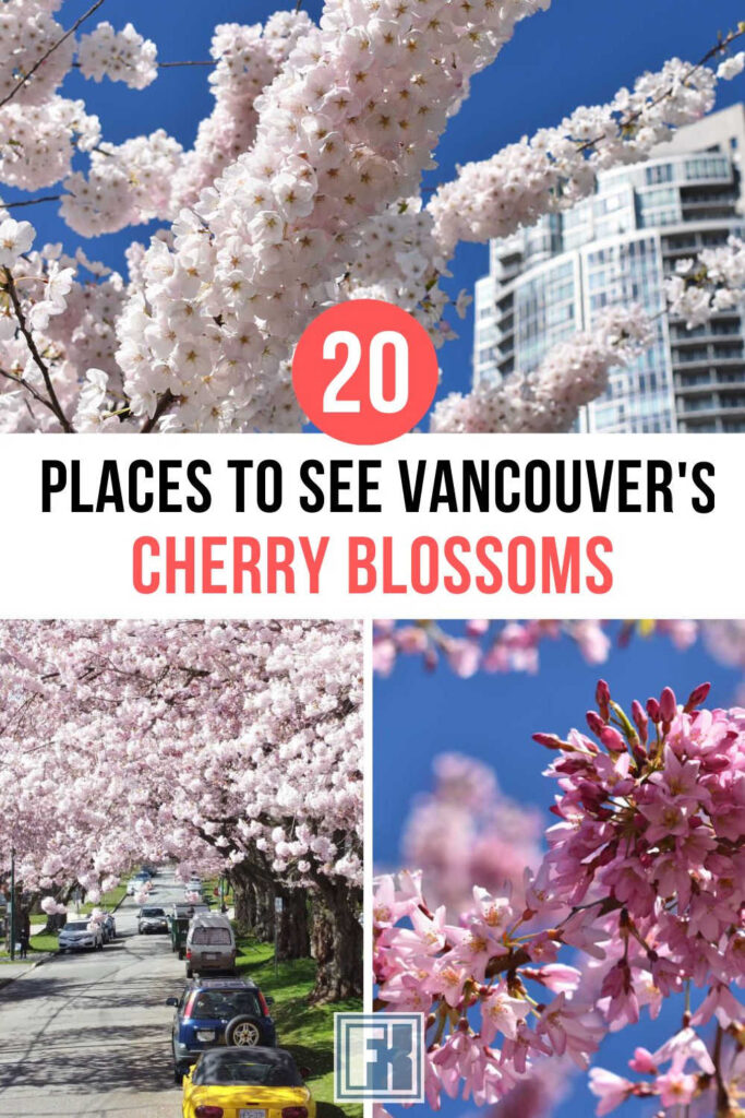 A variety of cherry blossoms in Vancouver, Canada