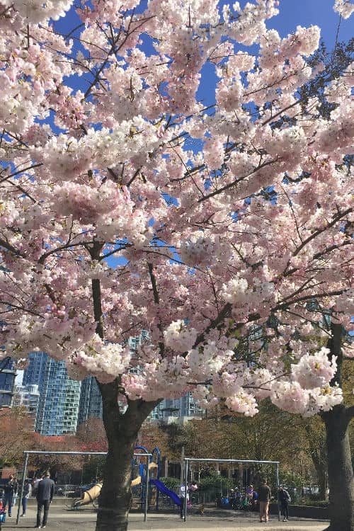 Cherry blossoms in Vancouver