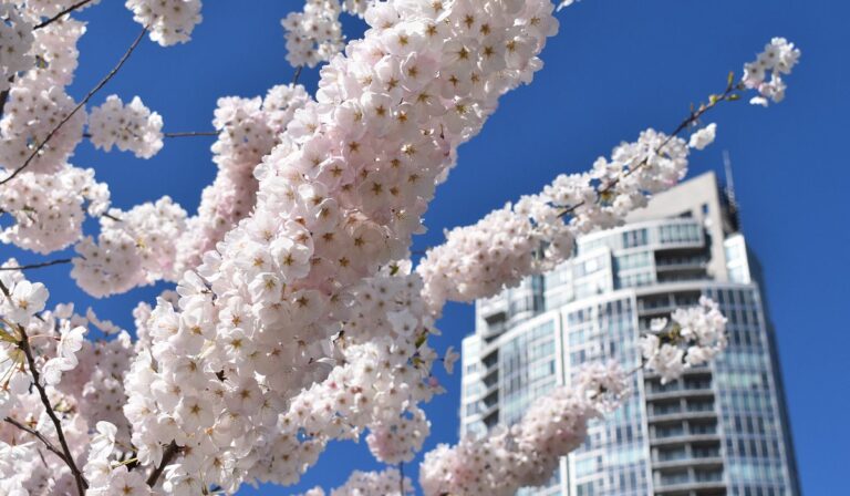 Cherry blossoms in Vancouver
