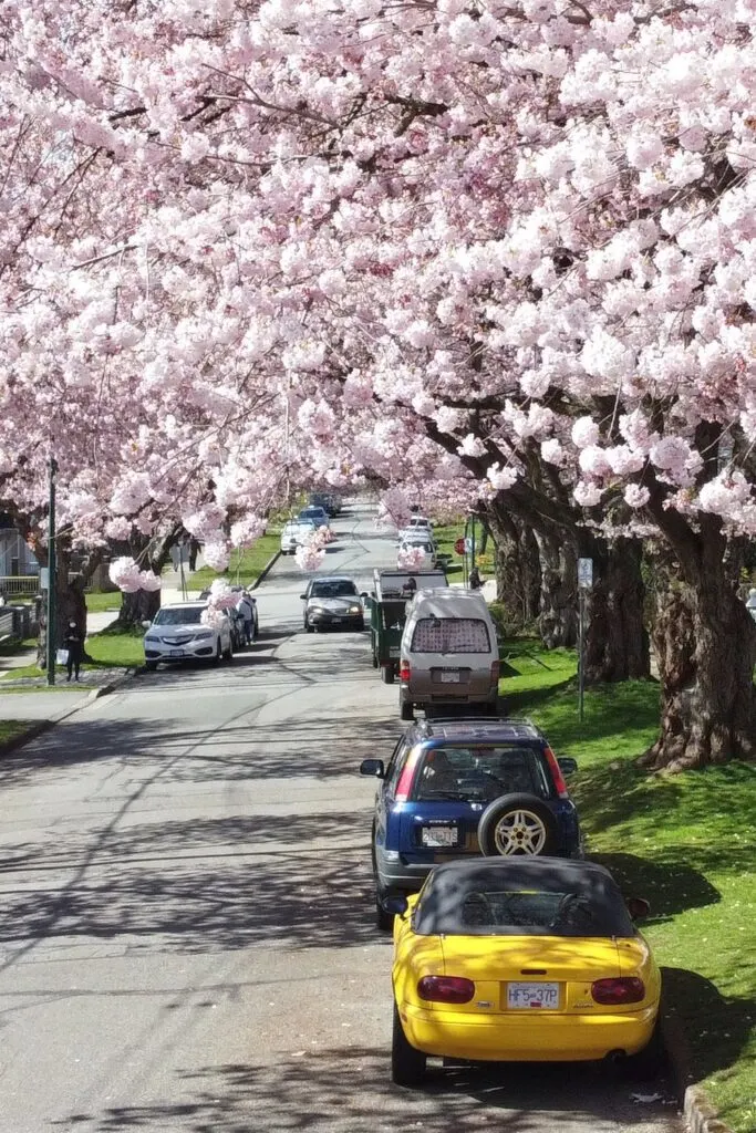 Cherry blossoms on Austrey Avenue, Vancouver