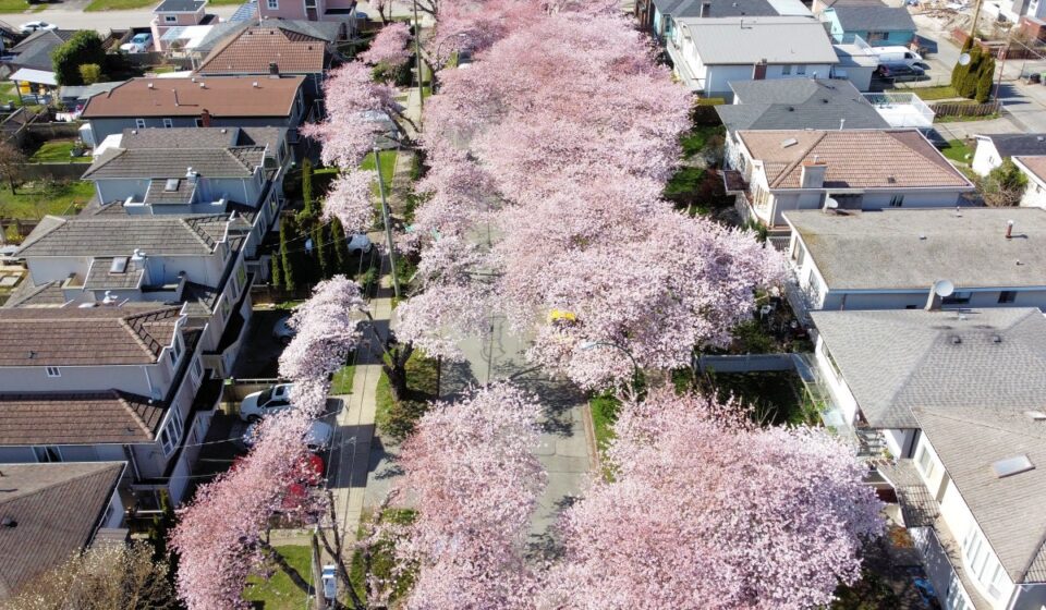 20 Great Places To See Cherry Blossoms In Vancouver Forever Karen