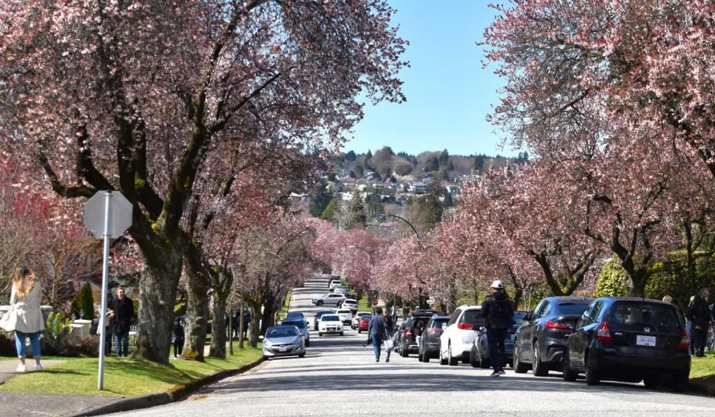 Cherry blossoms on West 22nd Street, Vancouver