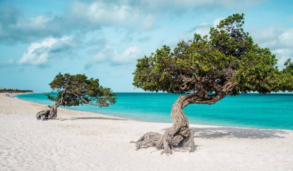 Divi Divi trees on Eagle Beach in Aruba
