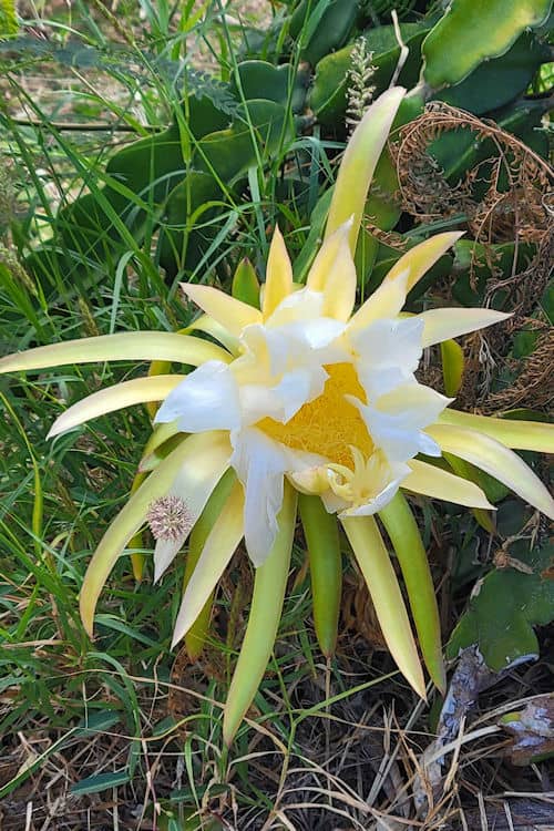 Dragon fruit bloom