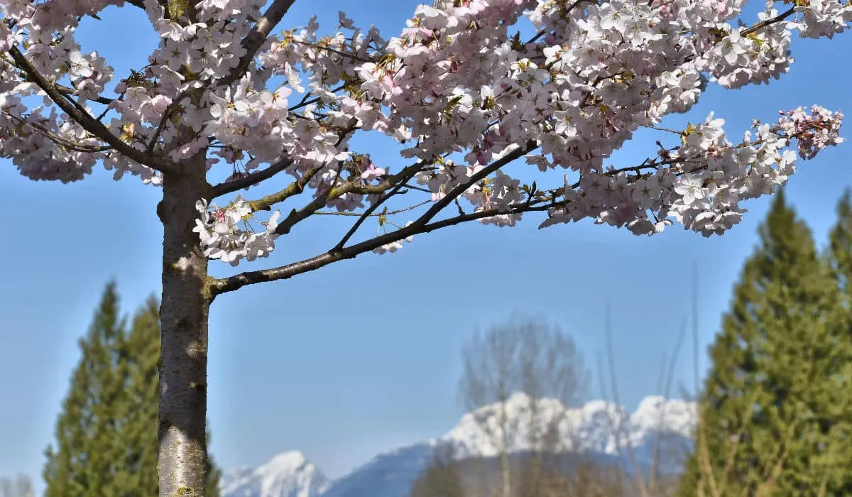 Early cherry blossoms