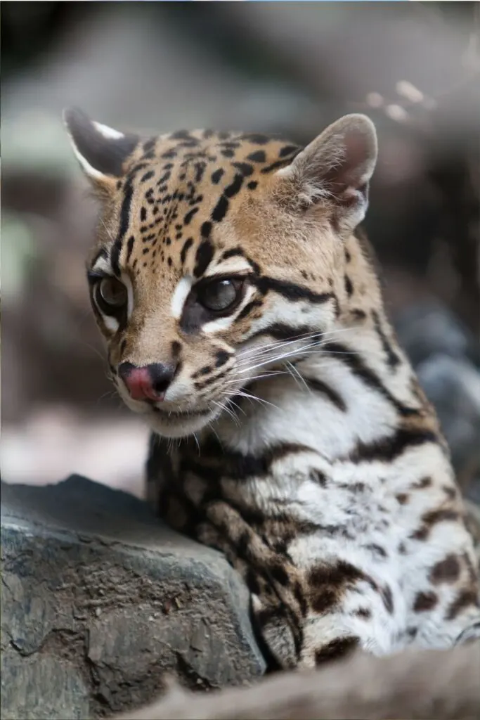 An Ocelot at the zoo