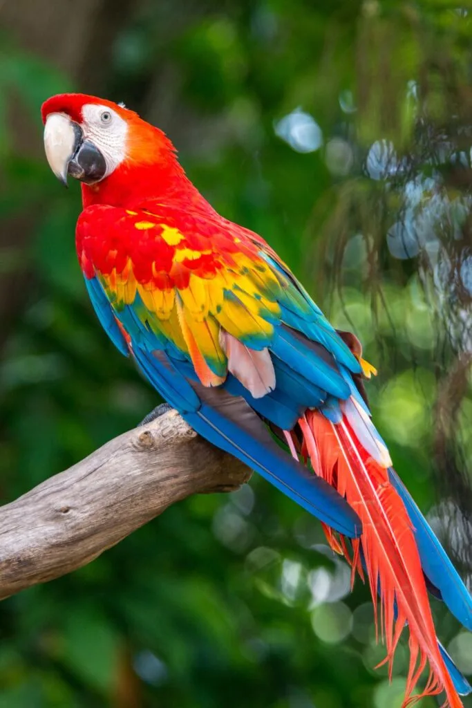 Scarlet macaw in Roatan