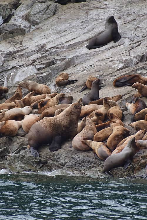 Sea lions near Skagway