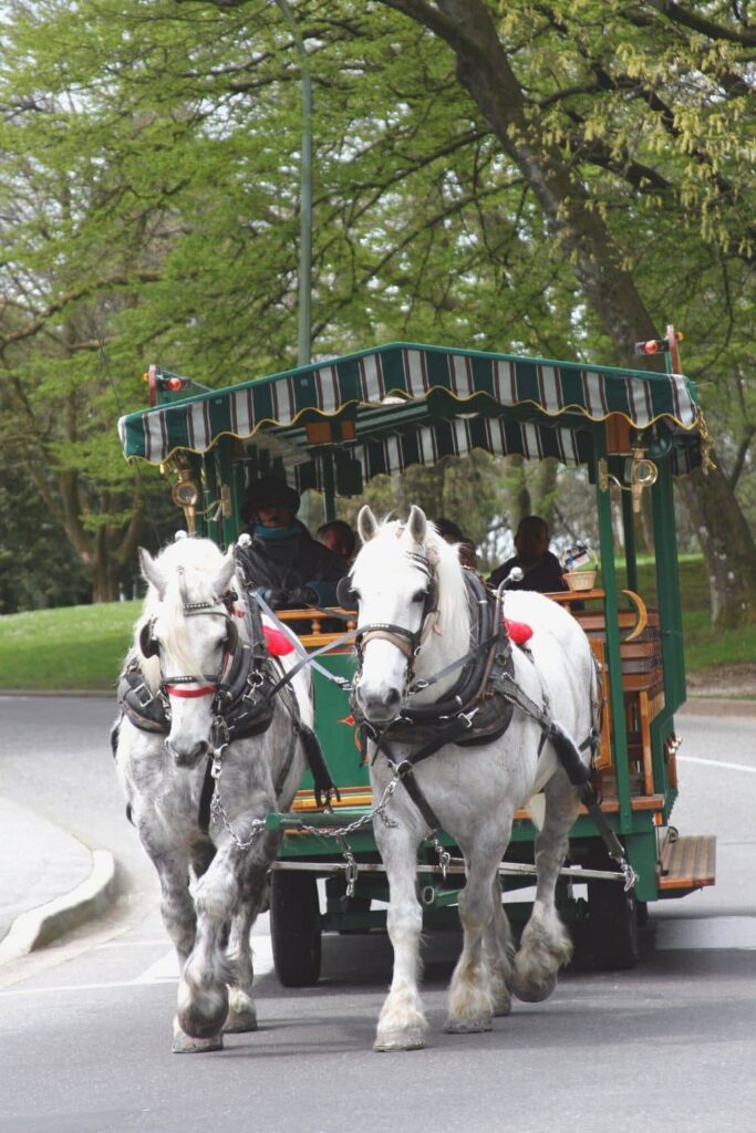 Stanley Park horse carriage