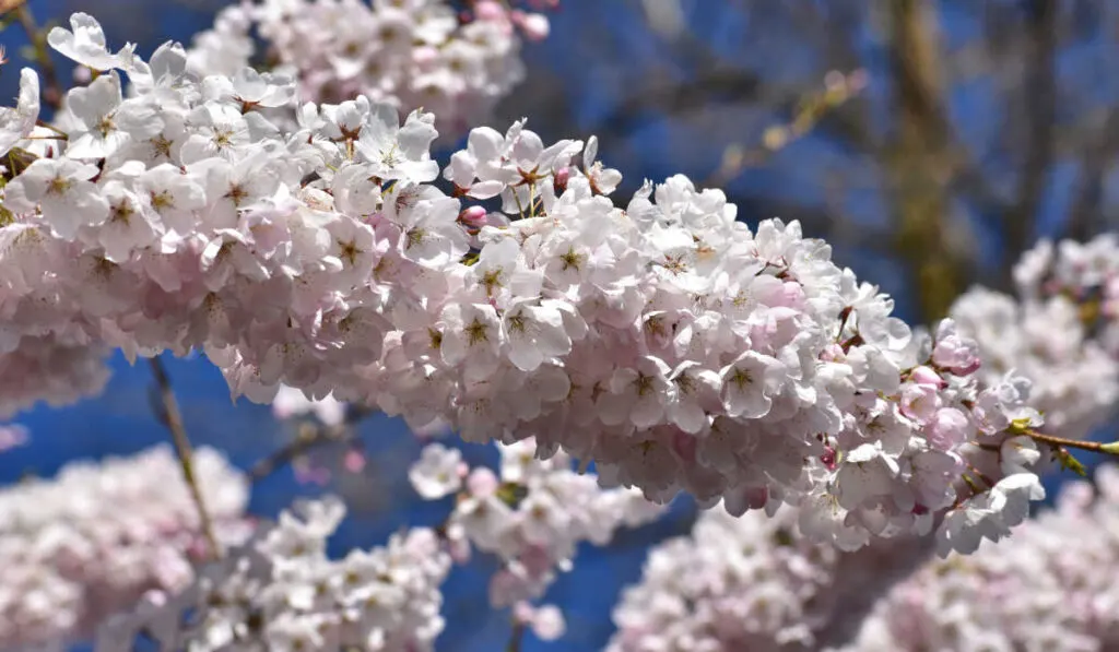 White cherry blossoms in Vancouver