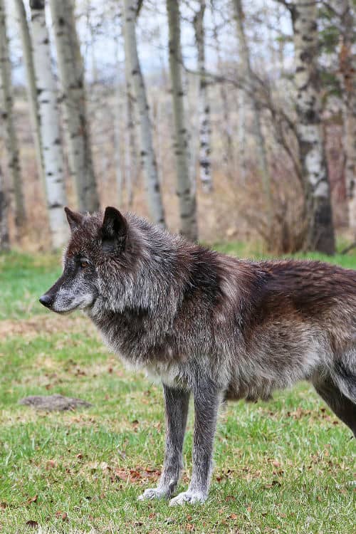 A Yamnuska wolfdog