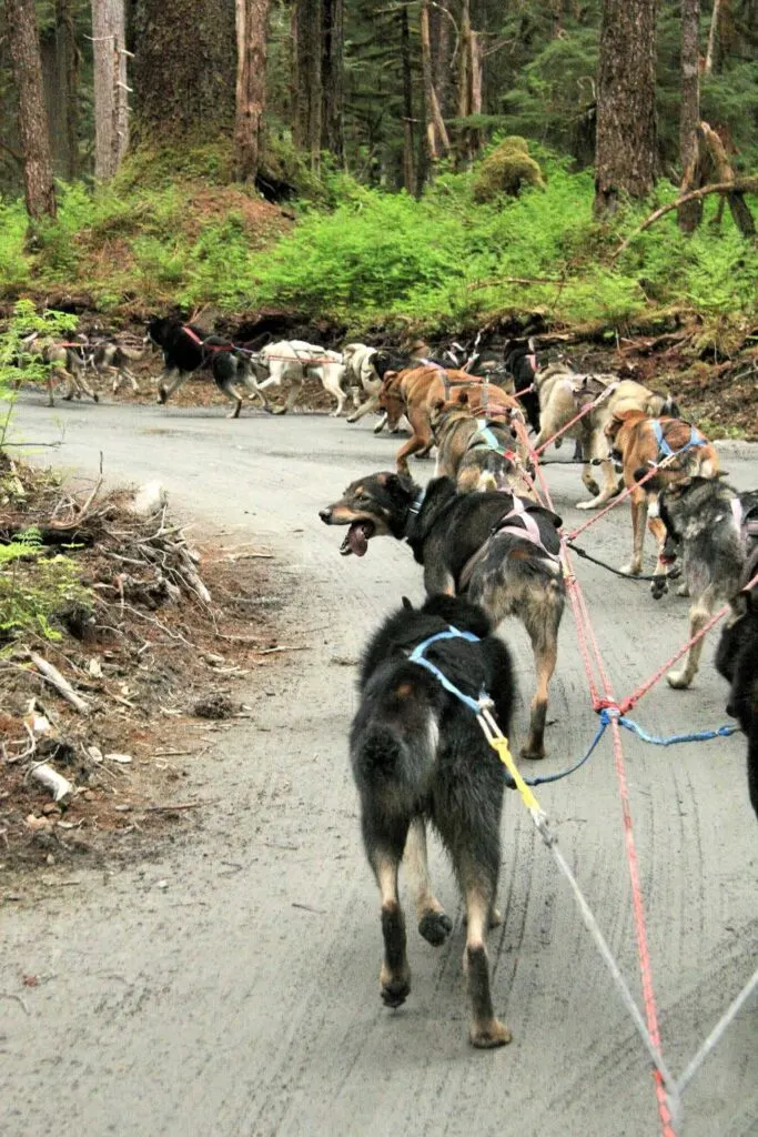 Dog mushing in Alaska in summer