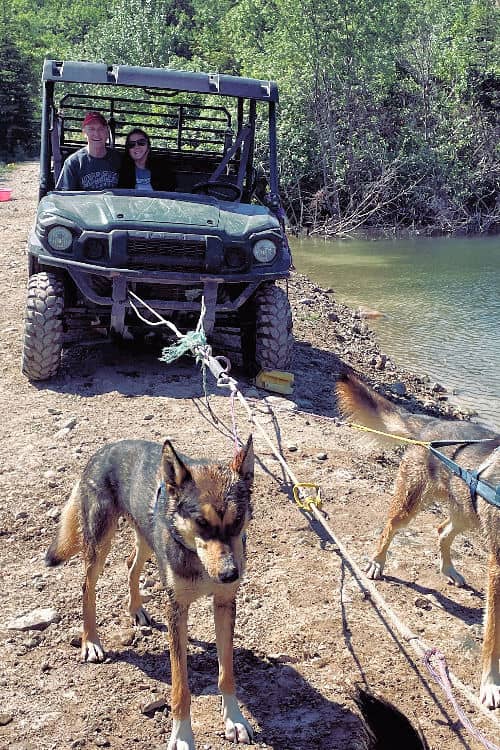 Dog sledding in the Yukon