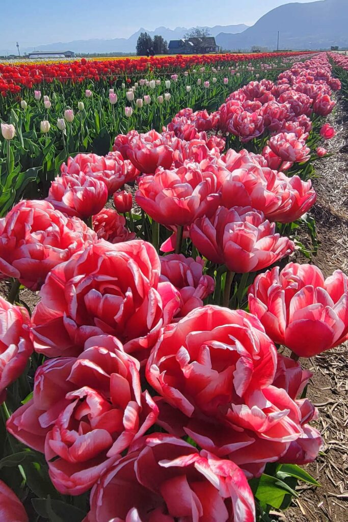 Double tulips at the Abbotsford Tulip Festival