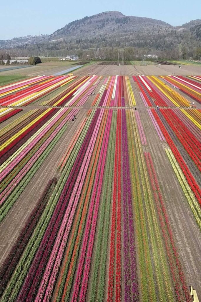 Drone shot of the tulip fields