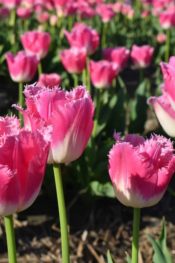 Fancy Frill Tulips