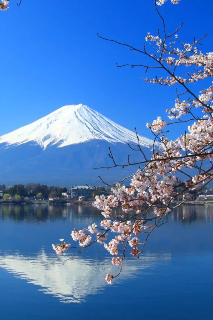 Mount Fuji during cherry blossom season
