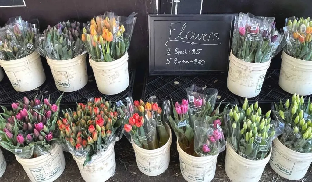 Tubs of tulips for purchase