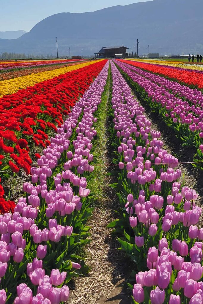 Pristine rows of tulips