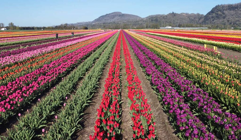 Rows of blooms at the tulip festival in Abbotsford