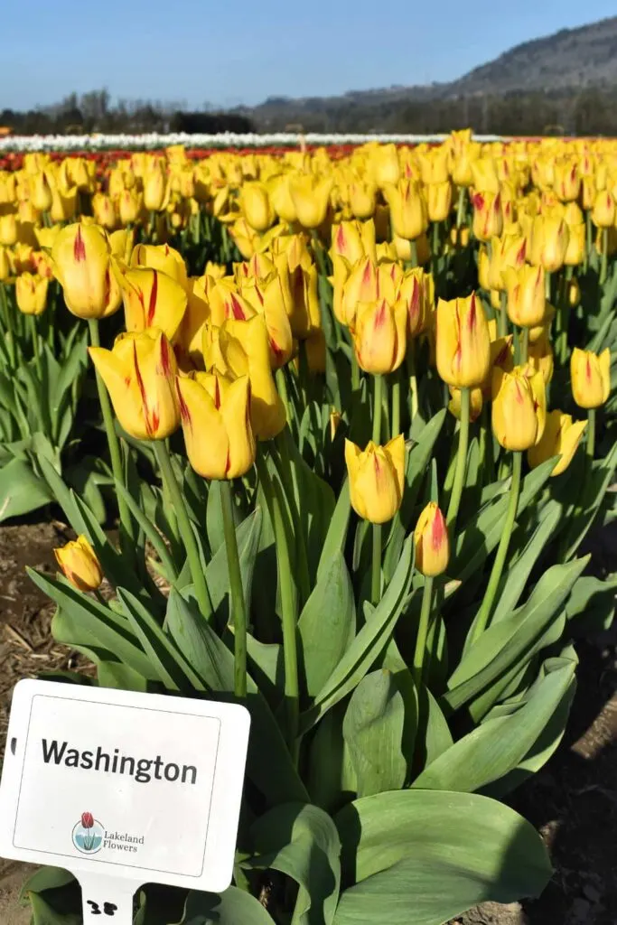 Washington Tulips