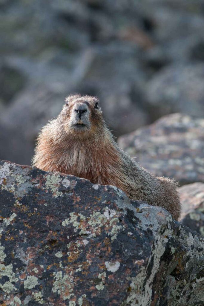 A hoary marmot