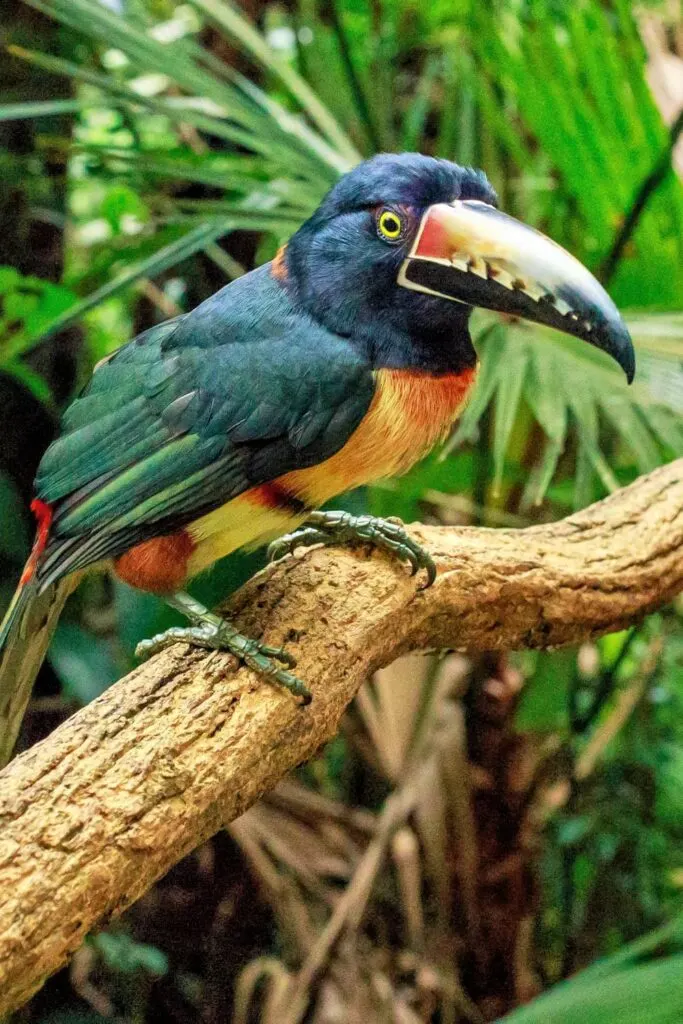 Collared Aracari Toucan, Guatemala