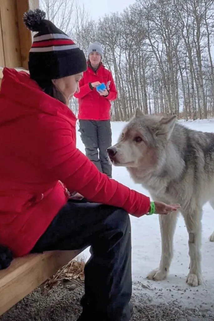 Feeding Kuna, a high content wolfdog at the Yamnuska Wolfdog Sanctuary