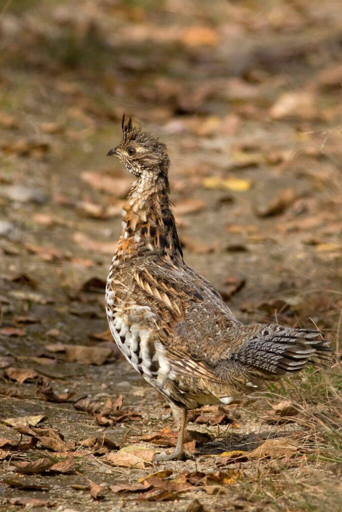 A camouflaged grouse