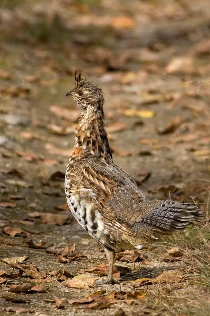 A camouflaged grouse