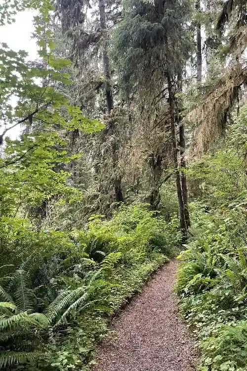 Hiking trail in Olympic National Park