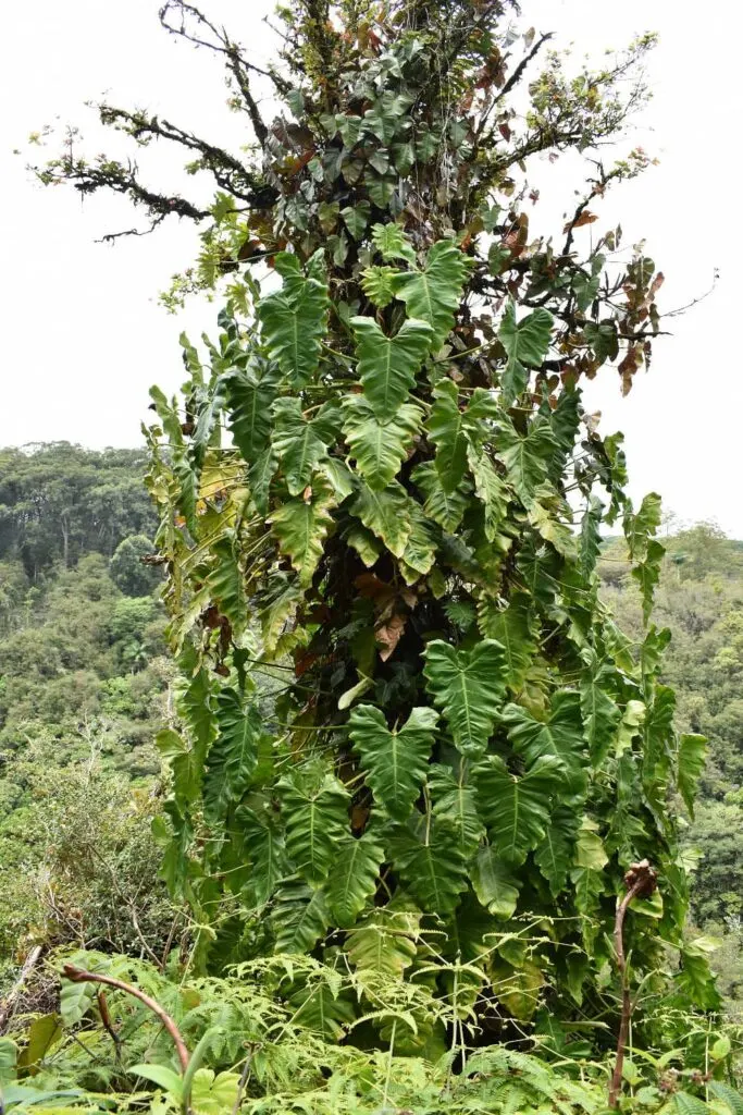 Lush greenery on the hike