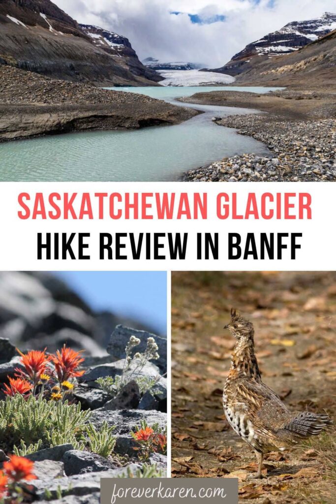 Saskatchewan Glacier, Canadian Rocky wildflowers and a grouse in Banff National Park