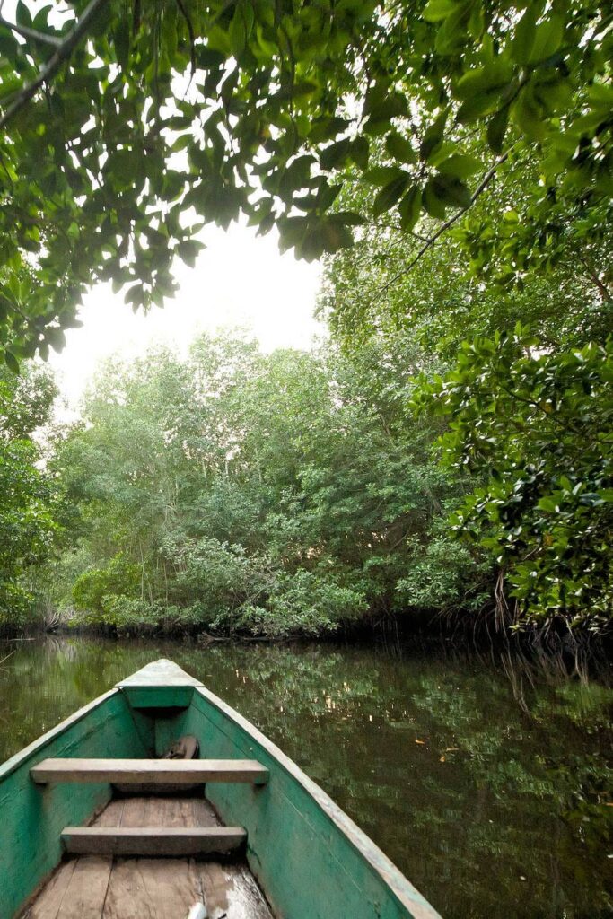 Touring the mangroves by boat