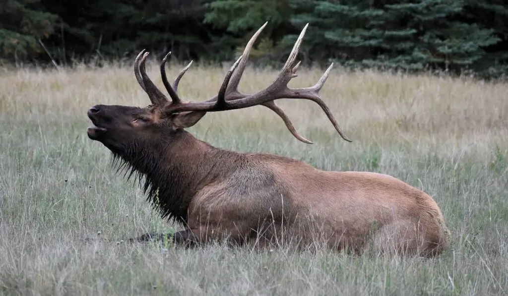 A bull elk calling in rutting season