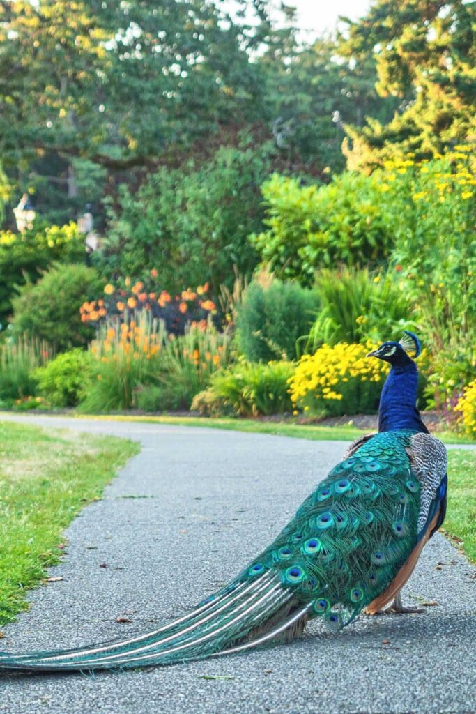 A peacock at Beacon Hill